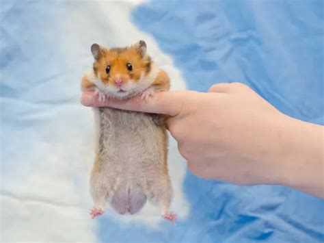 hamster penis|Hamster Anatomy 101: A Comprehensive Guide